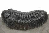 Detailed Morocops Trilobite - Very Large For Species #230484-1